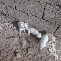 توله سگ نر پاپی