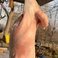 دامداری بزرگ مشهد ،گوسفند زنده تعاونی/خونی