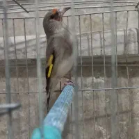 ماده سهره کرمانی