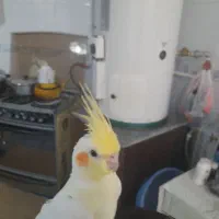 عروس هلندی|پرنده|شهرضا, |دیوار