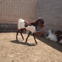 بز نر افغانی