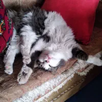 بچه گربه پرشین|گربه|گرگان, |دیوار