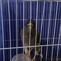 پرنده باهوش