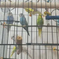 مرغ عشق|پرنده|کلاچای, |دیوار