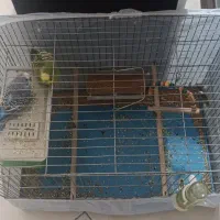 دوعد مرغ عشق نر با قفس