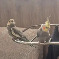 عروس هلندی ۲ تا