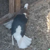 کفتر یک جفت شازده پرشی