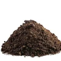 کودمرغ