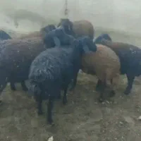 بره قوچ های همو