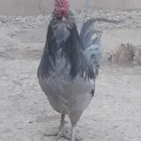گلین