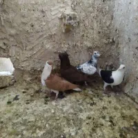 راعبی‌ساده‌کاکلی‌‌پشت‌گراف‌وچندتا‌صید