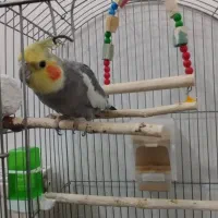 عروس هلندی|پرنده|یزد, |دیوار