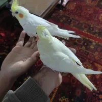 عروس هلندی دستی