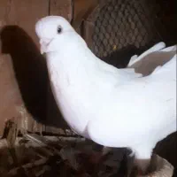 سفید نر|پرنده|میاندوآب, |دیوار