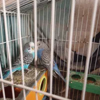 مرغ عشق|پرنده|مشگین شهر, |دیوار