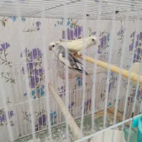جفت کوتوله برزیلی وایت|پرنده|شیروان (خراسان), |دیوار