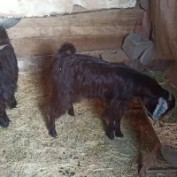 دو عدد بزغاله نر و ماده|حیوانات مزرعه|مبارکه, |دیوار