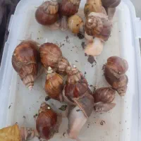 حلزون ها|خزنده|کرج, گلشهر|دیوار