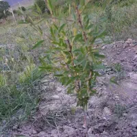 زمین دیم|فروش دفتر صنعتی، کشاورزی، تجاری|آذرشهر, |دیوار