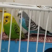 یک جفت مرغ عشق بشرط