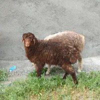 بره ماده . بره