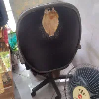 صندلی ادراری جک دار|صندلی و نیمکت|مشهد, سرافرازان|دیوار