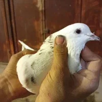 شیخی|پرنده|اهواز, زرگان|دیوار