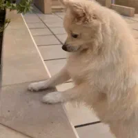 سگ پامرانین پامر