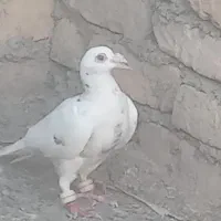 سار