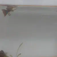 ماهی و اکواریم شیشه خم|ماهی|زاهدان, |دیوار