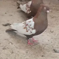 سینه تافته ای سینه سیاه