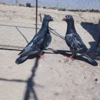 نرو ماده مگس