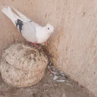 کبوتر پشت  کرم ،طوقی یهودی
