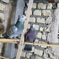 کبوتر|پرنده|رامشه, |دیوار