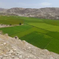 شراکت زمین کشاورزی