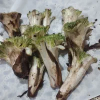 کنگر تازه امروز