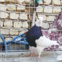 جفت طوق سیاه