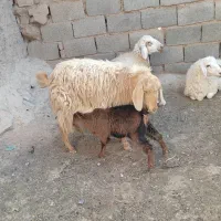 بز زاییده دورگ شیرا