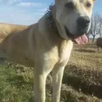 سگ یک سال نیم|سگ|بالا ولایت, |دیوار