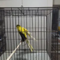 قناری رسمی بلند