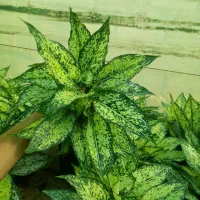 فروش عمده انواع گل های آپارتمانی|گل و گیاه طبیعی|بابل, |دیوار