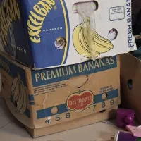 کارتن موزی کارتن اساس کشی