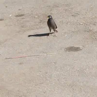 مرغ مینا|پرنده|یاسوج, |دیوار