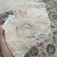 فسیل حلزون و شجر