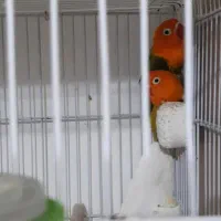 جوجه سرلاکی عروس و کوتوله برزیلی