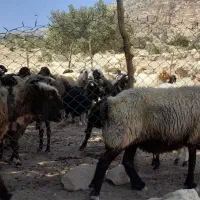 میش|حیوانات مزرعه|سرفاریاب, |دیوار