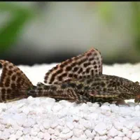 ماهی کالرویدو/ کت فیش / کریدوراس|ماهی|مسجد سلیمان, |دیوار