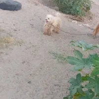 سگ پاکوتاه|سگ|گنبکی, |دیوار