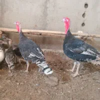 حیوانات مزرعه