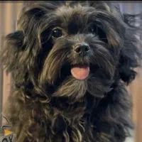 پاکوتاه شیتز پشمی به علت نیاز به پول به فروش میرسد